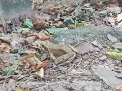 Rana