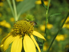 Lasioglossum