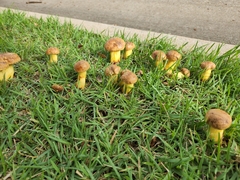 Pulchroboletus rubricitrinus