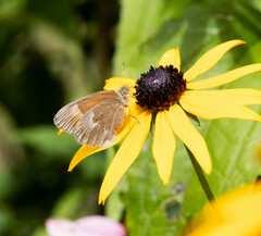 Coenonympha california