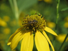 Lasioglossum