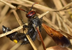 Scolia erythrocephala