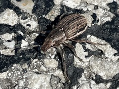 Naupactus leucoloma