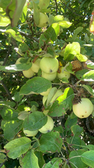Malus sylvestris