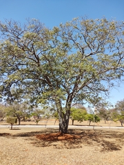 Copaifera langsdorffii