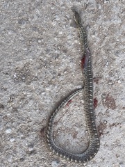 Arizona elegans