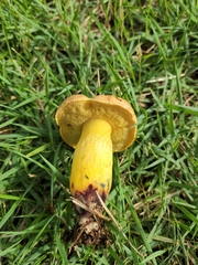 Pulchroboletus rubricitrinus