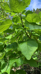 Catalpa bignonioides