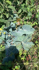 Brassica oleracea