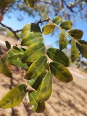 Copaifera langsdorffii