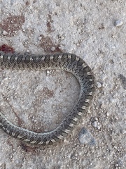 Arizona elegans