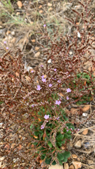 Limonium ramosissimum