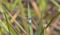 Brachydiplax farinosa