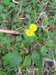 Youngia japonica