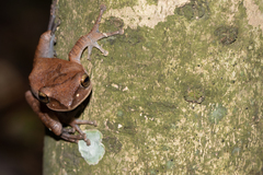 Polypedates megacephalus