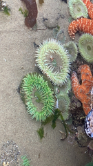 Anthopleura xanthogrammica