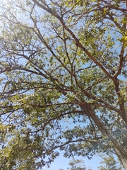 Copaifera langsdorffii