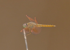 Brachythemis contaminata