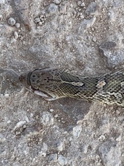 Arizona elegans