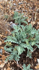 Glaucium flavum