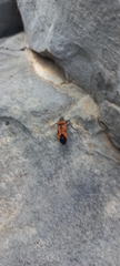 Lygaeus reclivatus