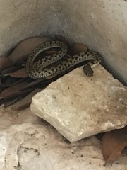 Thamnophis marcianus
