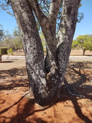 Copaifera langsdorffii