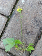 Youngia japonica