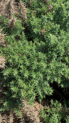 Ulex europaeus