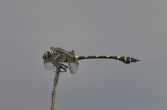 Ictinogomphus decoratus