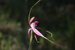 Caladenia lorea