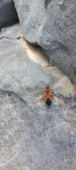 Lygaeus reclivatus
