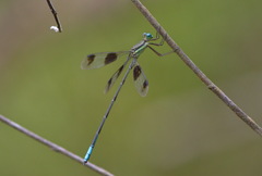 Orolestes octomaculatus