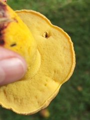 Pulchroboletus rubricitrinus