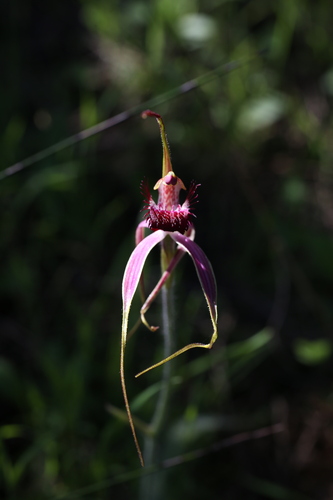 Image of Caladenia lorea by (c) Hugo Innes, some rights reserved (CC BY)