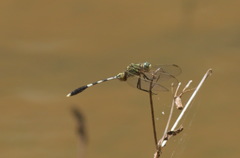 Orthetrum sabina