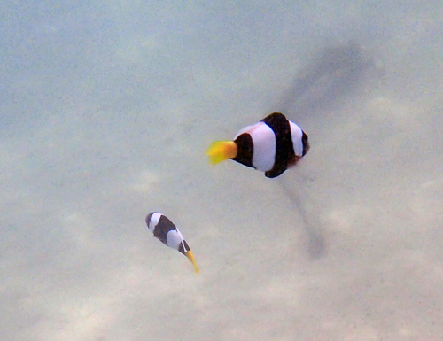 Sebae anemonefish (Amphiprion sebae) — Pomacentridae