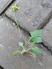 Youngia japonica