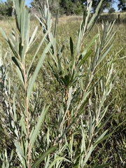 Salix exigua