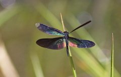 Rhyothemis plutonia
