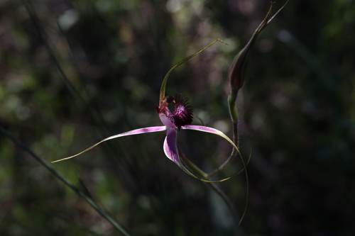 Image of Caladenia lorea by (c) Hugo Innes, some rights reserved (CC BY)