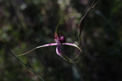 Caladenia lorea