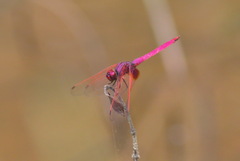 Trithemis aurora