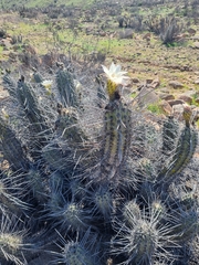 Trichocereus deserticola