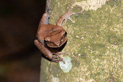 Polypedates megacephalus