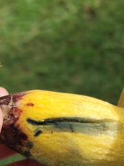 Pulchroboletus rubricitrinus