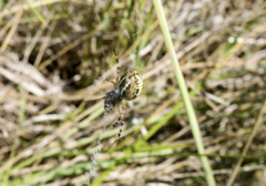 Argiope bruennichi