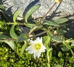 Dichodon cerastoides