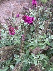 Buddleja