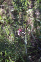 Caladenia lorea